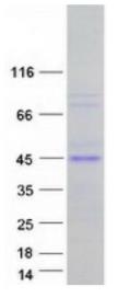 SDS-PAGE (MCL1-337HFL).jpg